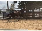 Adopt Eerie a Quarterhorse / Mixed horse in Houston, TX (38791007)
