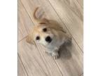 Adopt Cece a Tan/Yellow/Fawn - with White Mixed Breed (Medium) / Mixed dog in