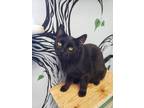 Adopt Taylor a All Black Domestic Shorthair (short coat) cat in Pagosa Springs