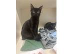 Adopt Lidia a All Black Domestic Shorthair / Domestic Shorthair / Mixed cat in