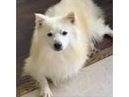 Adopt Blizzard a White - with Tan, Yellow or Fawn American Eskimo Dog / Mixed