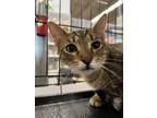 Adopt George a Brown Tabby Domestic Shorthair / Mixed (short coat) cat in