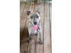 Adopt Tully (NY-Kara) a German Shepherd Dog / Greyhound / Mixed dog in