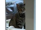 Adopt Briar a Brown Tabby Domestic Shorthair / Domestic Shorthair / Mixed cat in