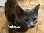 Adopt Valentine/pc a Gray or Blue Domestic Shorthair / Mixed (short coat) cat in