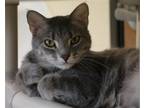 Adopt Samantha a Gray, Blue or Silver Tabby Domestic Shorthair / Mixed (short