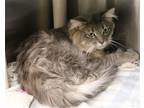 Adopt Wilson a Gray, Blue or Silver Tabby Domestic Longhair / Mixed (long coat)