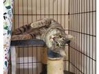 Adopt Patty a Domestic Shorthair / Mixed cat in Oceanside, CA (38798042)