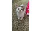 Adopt Jasper a White (Mostly) Domestic Shorthair (short coat) cat in San Dimas