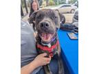 Adopt Muffy a American Pit Bull Terrier / Mixed Breed (Medium) / Mixed dog in