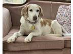 Adopt Fannie Mae a Red/Golden/Orange/Chestnut Basset Hound / Coonhound / Mixed