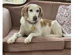 Adopt Fannie Mae a Red/Golden/Orange/Chestnut Basset Hound / Beagle / Mixed dog