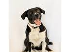 Adopt Lola a Black Border Collie / Mixed Breed (Medium) / Mixed dog in Spanish
