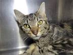 Adopt Arcadia a Domestic Shorthair / Mixed cat in Millersville, MD (38797402)