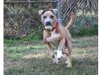 Adopt River a Tan/Yellow/Fawn Mixed Breed (Large) / Mixed dog in Georgetown