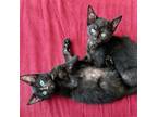 Adopt Spanx & Girdle a All Black Domestic Shorthair / Mixed cat in Brooklyn