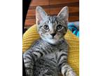 Adopt Chip a Gray, Blue or Silver Tabby Domestic Shorthair / Mixed (short coat)
