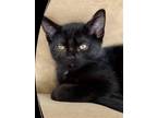 Adopt Frito a All Black Domestic Shorthair / Mixed (short coat) cat in Spring