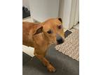 Adopt Maggie a Red/Golden/Orange/Chestnut Pit Bull Terrier / Feist / Mixed dog