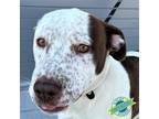 Adopt Thor a White - with Tan, Yellow or Fawn Mixed Breed (Medium) / Mixed dog