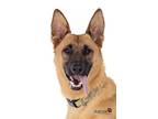 Adopt Nicki a German Shepherd Dog / Mixed dog in Mira Loma, CA (38796235)