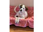 Adopt Hercules a White Beagle / Mixed dog in Florissant, MO (38796491)