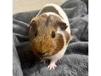 Adopt Ozzy Pawsborn a Guinea Pig small animal in Fredericksburg, TX (38796180)