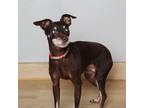 Adopt Iris D13093 a Brown/Chocolate Miniature Pinscher / Mixed dog in