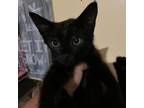 Adopt Sparky a Domestic Shorthair / Mixed cat in Spring Hill, KS (38795858)