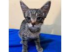 Adopt Chili a Domestic Shorthair / Mixed cat in Spring Hill, KS (38795856)