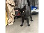 Adopt Lune a All Black Domestic Shorthair / Mixed cat in Normal, IL (38784031)