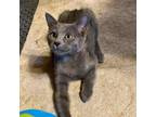 Adopt Slater a Gray or Blue Russian Blue / Mixed cat in Folsom, LA (38795752)