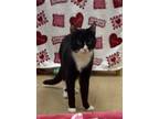 Adopt 2307-0028 Pickle a Black & White or Tuxedo Domestic Shorthair / Mixed