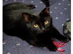 Adopt Onyx a All Black Domestic Shorthair / Mixed (short coat) cat in Amelia