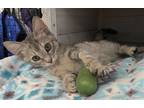 Adopt Summer Storn a Gray, Blue or Silver Tabby Domestic Shorthair / Mixed