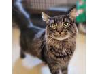Adopt Caelum a All Black Domestic Longhair / Mixed cat in Kanab, UT (38656963)