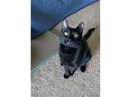 Adopt Harry Wales a All Black Domestic Shorthair / Mixed (short coat) cat in