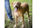 Adopt RAMMER-28061 a Tan/Yellow/Fawn Labrador Retriever / Mixed dog in Bartlett