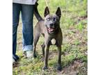 Adopt BROOKLYN-28057 a Black Shepherd (Unknown Type) / Husky / Mixed dog in