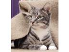 Adopt Becky a Gray or Blue (Mostly) Domestic Shorthair / Mixed (short coat) cat