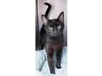 Adopt Midnight a Domestic Shorthair / Mixed cat in Atlantic City, NJ (38794164)
