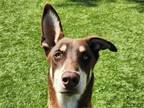 Adopt FRASIER a Brown/Chocolate Doberman Pinscher / German Shepherd Dog / Mixed