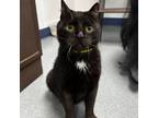 Adopt Noche a All Black Domestic Shorthair / Mixed cat in West Palm Beach