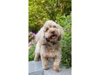 Adopt Odie a Brown/Chocolate Poodle (Toy or Tea Cup) / Havanese / Mixed dog in