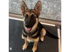 Adopt Pinto a Mixed Breed (Medium) / Mixed dog in Rancho Santa Fe, CA (38788076)