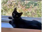 Adopt Kudos a Domestic Shorthair / Mixed cat in Troy, VA (38696233)