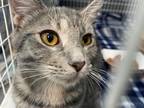 Adopt Rocket a Domestic Shorthair / Mixed cat in Troy, VA (38787914)