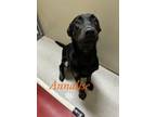 Adopt Annalise 27631 a Black Labrador Retriever dog in Joplin, MO (38717186)