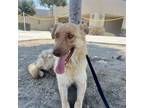 Adopt Ricki a Tan/Yellow/Fawn Golden Retriever / Mixed dog in San Juan