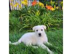 Adopt Leo a White German Shepherd Dog / Mixed dog in Plainfield, IL (38787367)